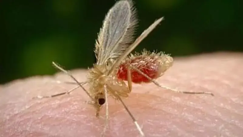 I vettori del Toscana virus sono i pappataci
