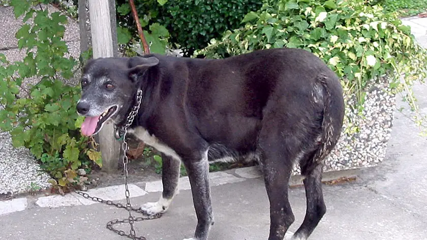 Il Bastardino aggredito Luogo lite cani Arzergrande MALAGOLI