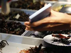 epa03831312 (14/15) A Thai vendor shows fried insects prices to tourists with a calculator at Khao Sarn road, a spot tourist area in Bangkok, Thailand, 20 July 2013. Insects have long been on the menu in Thailand, but academics and the United Nation's Food and Agriculture Organization (FAO) officials are hoping they will become a more common global source of protein and nutrients to meet the need for growing world food requirements in the future. EPA/NARONG SANGNAK PLEASE REFER TO ADVISORY NOTICE (epa03831298) FOR FULL FEATURE TEXT