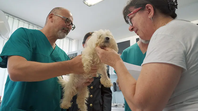 PUCCI-FOTOPIRAN-SELVAZZANO-CONSEGNA CANI CONFISCATI GUARDIA DI FINANZA