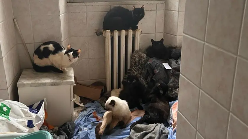 I gatti al momento del blitz della polizia locale nell'appartamento