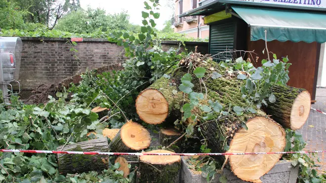 Albero caduto in piazza Carpenedo a causa del forte temporale di stanotte