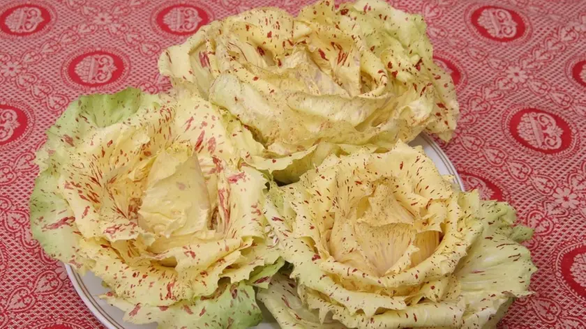 CARRAI LA PIAZZA DEL RADICCHIO RADICCHIO VARIEGATO GM - CARRAI LA PIAZZA DEL RADICCHIO MOSTRA DI RADICCHI VENETI GM