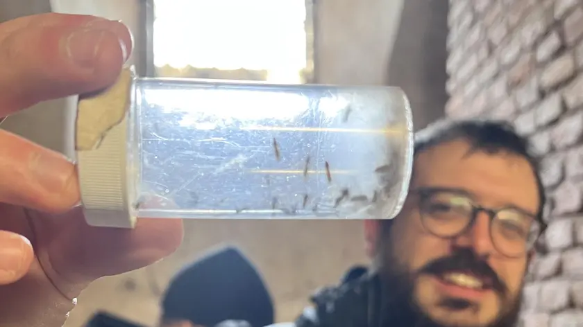 La raccolta di zanzare da analizzare dell’Istituto Zooprofilattico