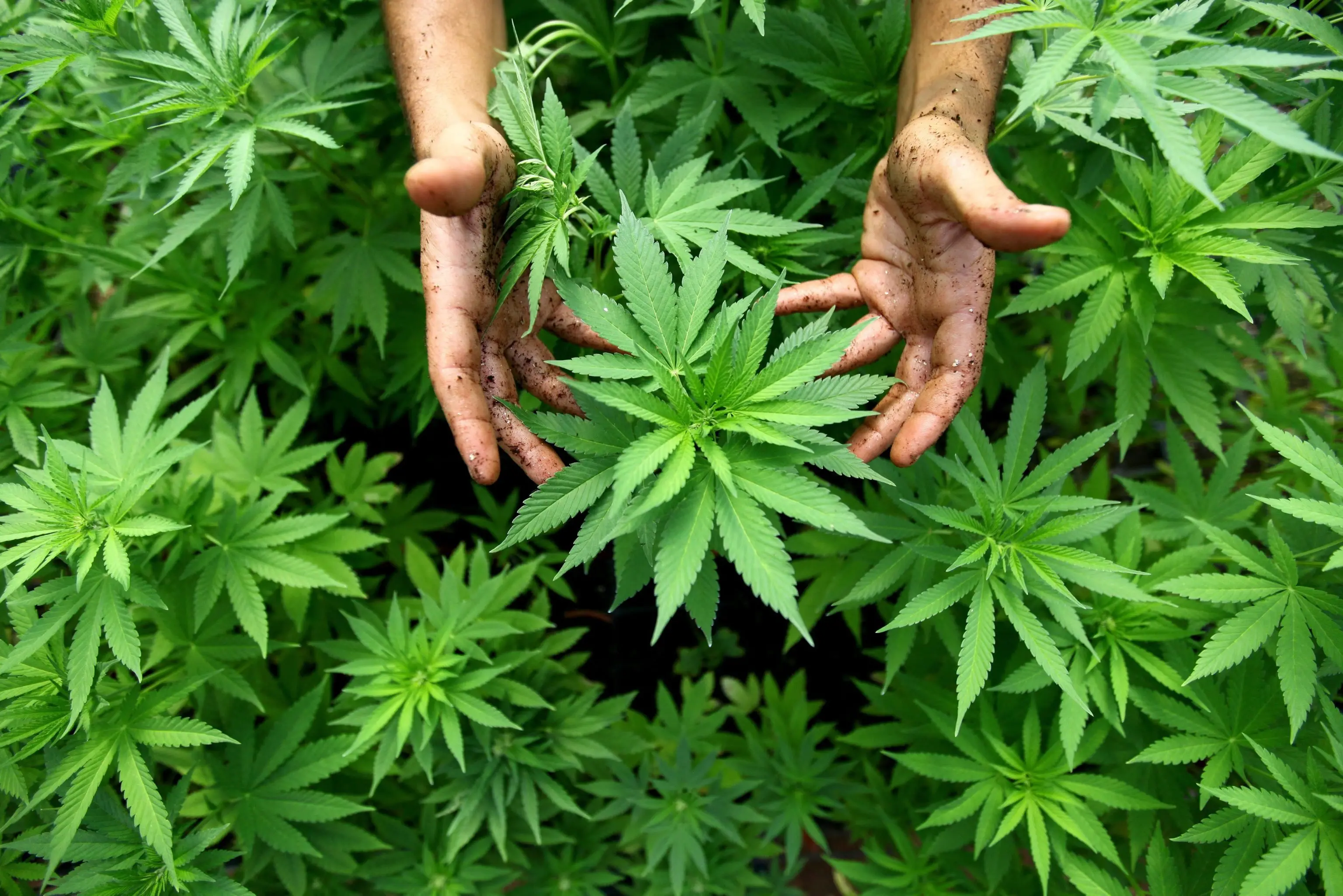 epa02310452 A worker tends to cannabis plants at a growing facility for the Tikun Olam company near the northern Israeli town of Safed on 31 August 2010. In conjunction with Israel's Health Ministry, the company currently distributes cannabis or Marijuana for medicinal purposes to over 1,800 people to help relieve pain caused by various health conditions. EPA/ABIR SULTAN ISRAEL OUT