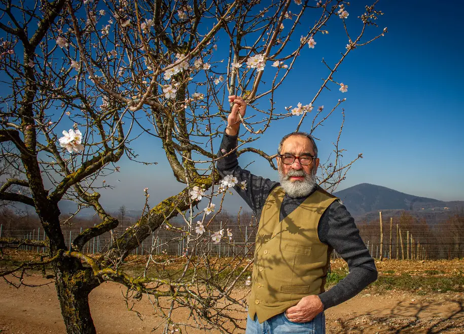 Cinto Euganeo (PD) 14 febbraio 2020. Il prof. Antonio Mazzetti accanto ai mandorli fioriti eccezionalmente a febbraio nella sommità del monte Fasolo.