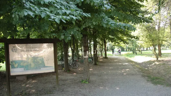 POLETTO SOPRALLUOGO GIANNELLA PARCO BOSCO DI PIANURA PIOVE DI SACCO