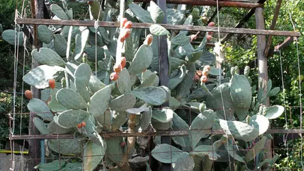 BELLUCO FICO D'INDIA GIARDINO SIG LEONARDO DAL MASTRO TRAMONTE DI TEOLO