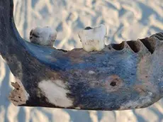 La mandibola trovata in spiaggia ad Albarella
