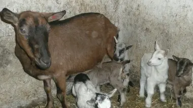 CAPRE I ladri dopo la strage sono riusciti anche a portare via un grosso montone