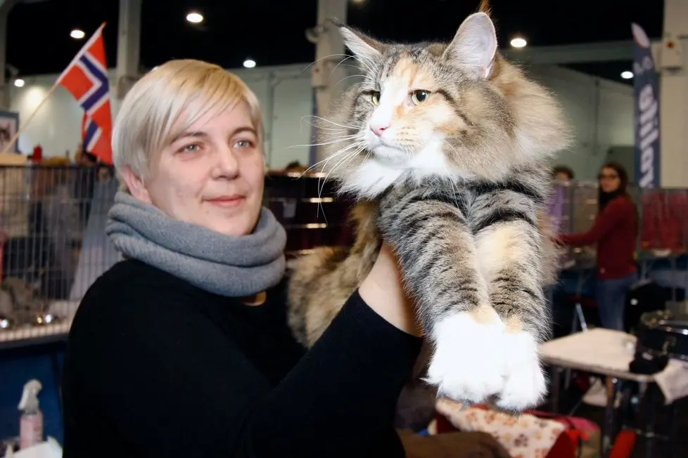 MARIAN - AGENZIA BIANCHI - PADOVA - FIERA DEI GATTI. IXIE LAURA FORLANI