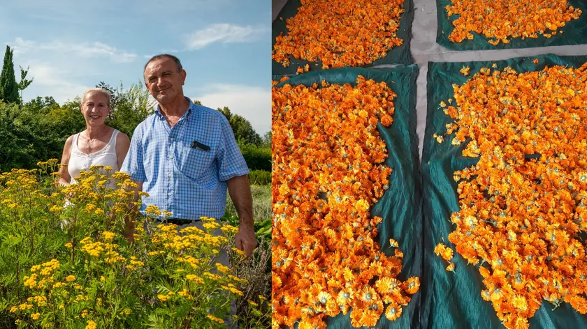 Valeria Furlan ed Ettore Fornasiero e una parte del raccolto di piante officinali