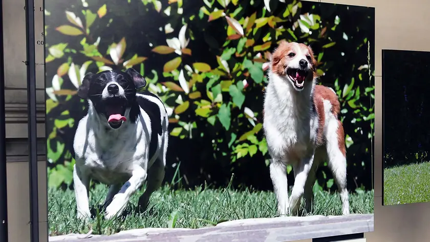 PIEROBON - AGENZIA BIANCHI - PADOVA - MOSTRA FOTOGRAFICA CANILE RUBANO