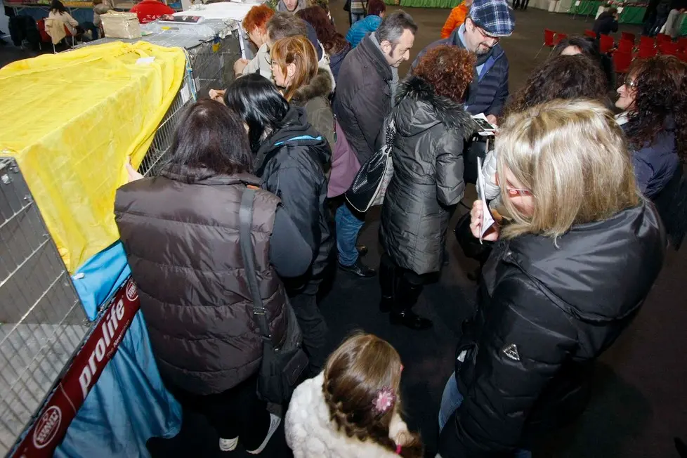 MARIAN - AGENZIA BIANCHI - PADOVA - FIERA DEI GATTI