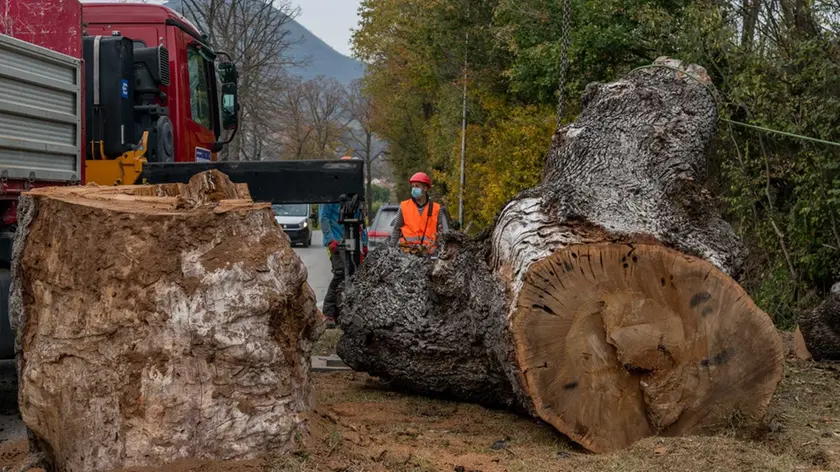 Baone (PD), 12 novembre 2020. Abbattimento Quercia secolare a Baone. Nella Foto: la quercia viene posata al suolo