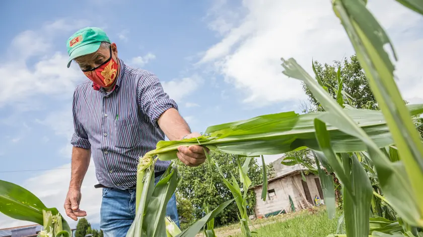 Allegranzi Gaiarine Danni dalla grandine Agricoltore Giuseppe Fantuz
