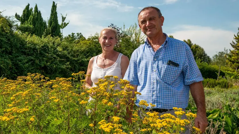 Granze (PD), 21 luglio 2020. Le piante officinali nella fattoria di Fornasiero Ettore. Nella Foto: Ettore Fornasiero assieme alla moglie Valeria Furlan