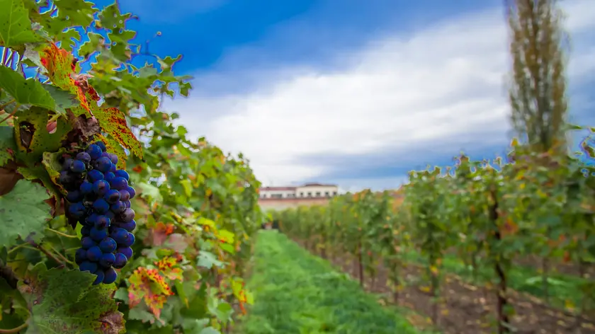 I vigneti di Friularo nella tenuta di Villa Widmann a Bagnoli di Sopra