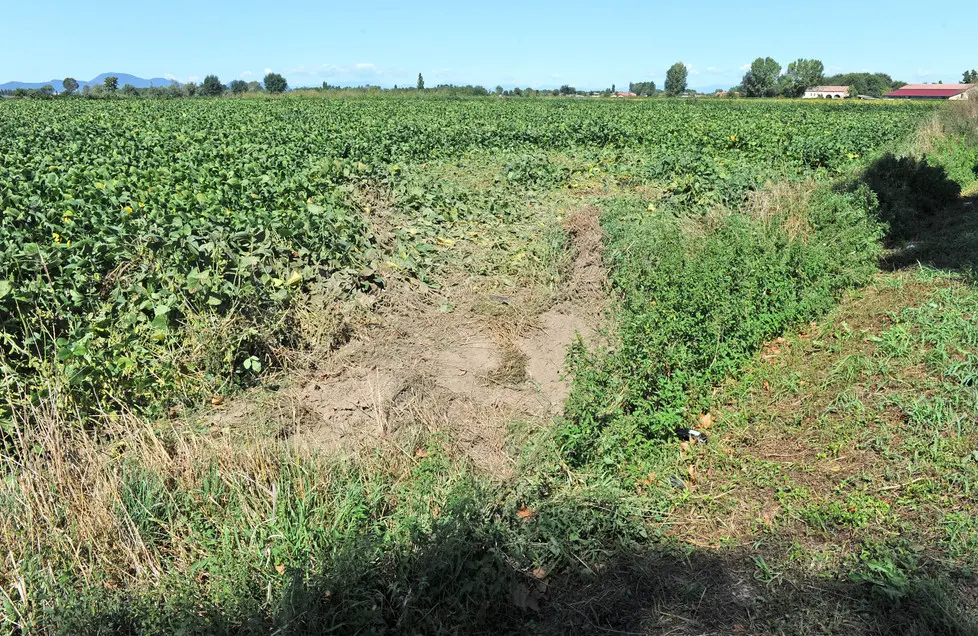 Cesaro, AG. ZANGIROLAMI, 06 Set 15 Incidente mortale di Matteo Bertoli di Conselve. Nella foto: l'erba tutta rovinata indica il luogo dove la punto si è rovesciata Ph. Zangirolami
