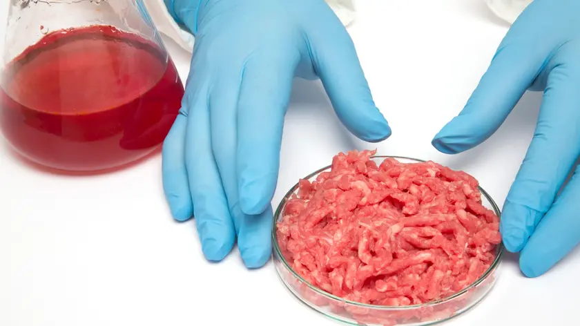 Lab produced meat, conceptual image. Person holding a Petri dish of minced meat in a lab, representing the production of meat grown from in vitro anim...