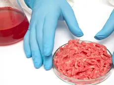Lab produced meat, conceptual image. Person holding a Petri dish of minced meat in a lab, representing the production of meat grown from in vitro anim...