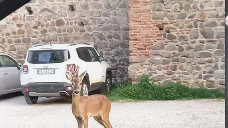 La foto postata sui social da Paolo Ambrosi