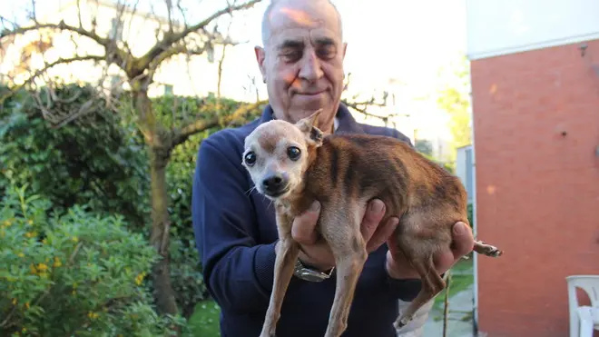 Chirignago: il cagnolino Briciola con il suo padrone.