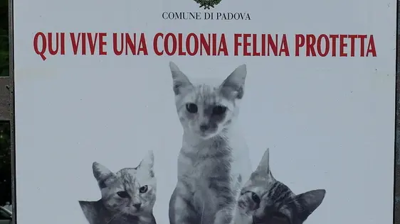 TOME' - COLONIA GATTI IN VIA PORCIGLIA