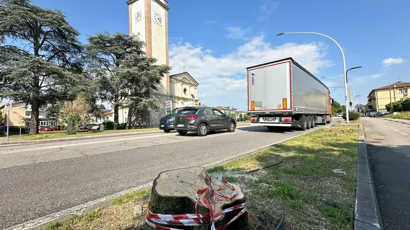 Quel che resta dei primi alberi - su quaranta condannati al taglio - eliminati in via Chiesanuova