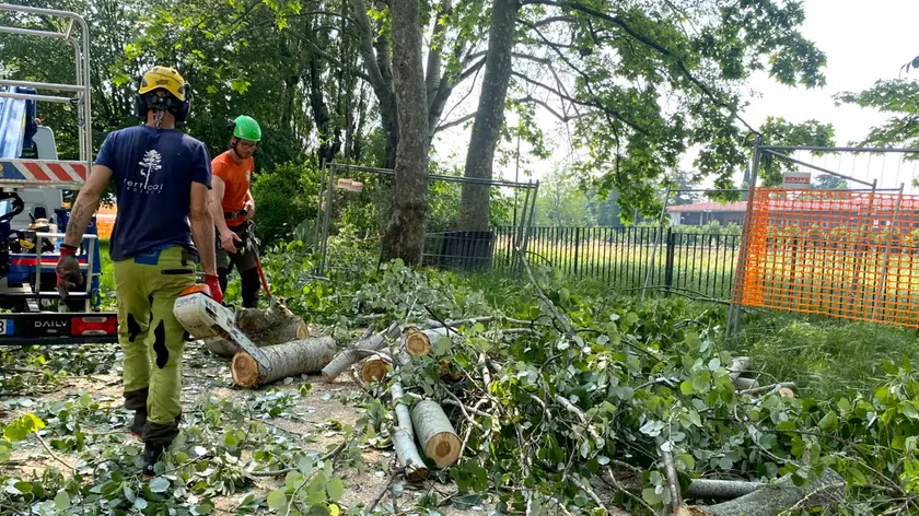 Gli alberi abbattuti a San Gregorio (foto Nicola Fossella/Agenzia Bianchi)