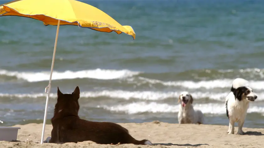 Un cane si gode il fresco sotto l'ombrellone su una spiaggia in un'immagine di archivio del 9 luglio 2004. Il solleone estivo mette a dura prova anche gli animali da compagnia, e, col caldo di questi giorni, portare Fido in spiaggia nelle diverse bau-beach delle coste italiane puo' presentare dei rischi. ''Gli animali da compagnia - sottolineano i veterinari Enpa (Ente nazionale protezione animali) e Anmvi (Associazione nazionale medici veterinari italiani), sul sito www.vacanzebestiali.org - non hanno esigenze molto diverse da quelle dell'uomo. L'esposizione al sole e all'afa e' un fattore di rischio anche per loro''. ANSA / ETTORE FERRARI /