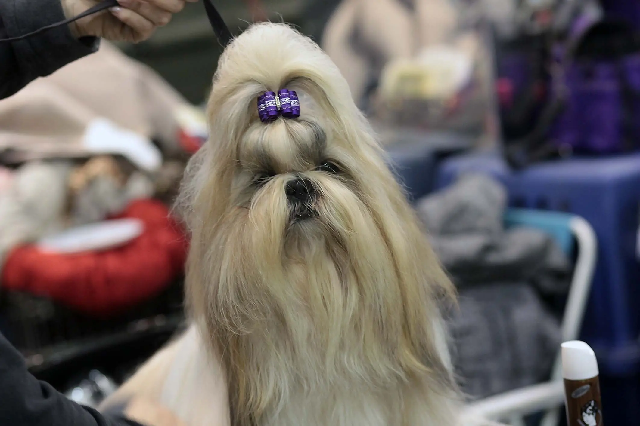 BARON - AGENZIA BIANCHI - PADOVA - CANI IN FIERA
