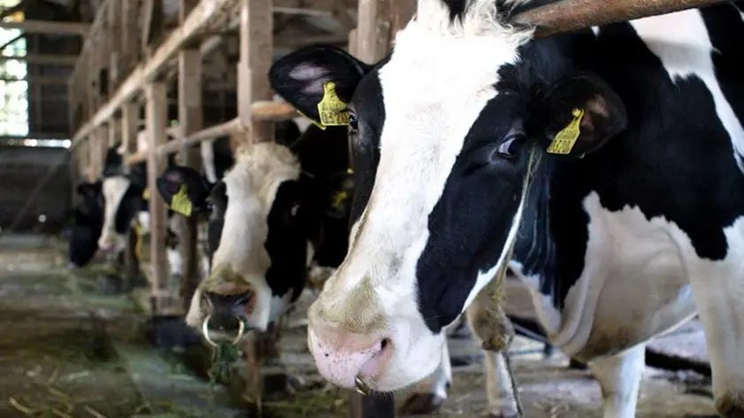 20090130 - ROMA - ECO - PARMALAT: CRESCE INCERTEZZA TRA ALLEVATORI, DEBITO 120 MLN - Mucche all'interno di una stalla in una foto di archivio. ..Il Consiglio dei Ministri ha approvato, secondo quanto si apprende da fonti governative, il decreto legge sulle quote latte presentato dal Ministro delle Politiche agricole alimentarie e forestali Luca Zaia..Il Decreto sulle quote latte sana una vicenda che si trascina da 25 anni e che solo nella campagna ..lattiera 2007-2008 e' costata all'Italia 160 mln di multe. Il decreto arriva dopo un accordo con Bruxelles siglato il 20 novembre scorso e che ha attribuito all'Italia 620.000 tonnellate di produzione in piu' per un valore di mercato di circa 240 milioni di euro. .. EVERETT K. BROWN/ANSA-ARCHIVIO/ KLD