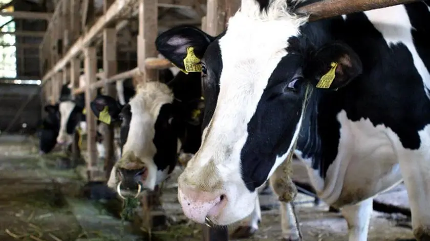 20090130 - ROMA - ECO - PARMALAT: CRESCE INCERTEZZA TRA ALLEVATORI, DEBITO 120 MLN - Mucche all'interno di una stalla in una foto di archivio. ..Il Consiglio dei Ministri ha approvato, secondo quanto si apprende da fonti governative, il decreto legge sulle quote latte presentato dal Ministro delle Politiche agricole alimentarie e forestali Luca Zaia..Il Decreto sulle quote latte sana una vicenda che si trascina da 25 anni e che solo nella campagna ..lattiera 2007-2008 e' costata all'Italia 160 mln di multe. Il decreto arriva dopo un accordo con Bruxelles siglato il 20 novembre scorso e che ha attribuito all'Italia 620.000 tonnellate di produzione in piu' per un valore di mercato di circa 240 milioni di euro. .. EVERETT K. BROWN/ANSA-ARCHIVIO/ KLD