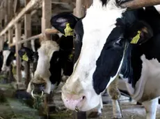 20090130 - ROMA - ECO - PARMALAT: CRESCE INCERTEZZA TRA ALLEVATORI, DEBITO 120 MLN - Mucche all'interno di una stalla in una foto di archivio. ..Il Consiglio dei Ministri ha approvato, secondo quanto si apprende da fonti governative, il decreto legge sulle quote latte presentato dal Ministro delle Politiche agricole alimentarie e forestali Luca Zaia..Il Decreto sulle quote latte sana una vicenda che si trascina da 25 anni e che solo nella campagna ..lattiera 2007-2008 e' costata all'Italia 160 mln di multe. Il decreto arriva dopo un accordo con Bruxelles siglato il 20 novembre scorso e che ha attribuito all'Italia 620.000 tonnellate di produzione in piu' per un valore di mercato di circa 240 milioni di euro. .. EVERETT K. BROWN/ANSA-ARCHIVIO/ KLD