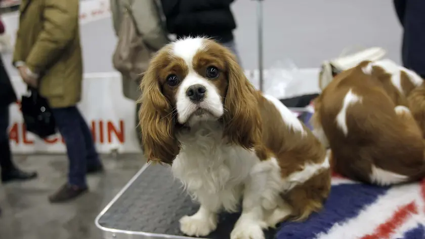L'esposizione canina