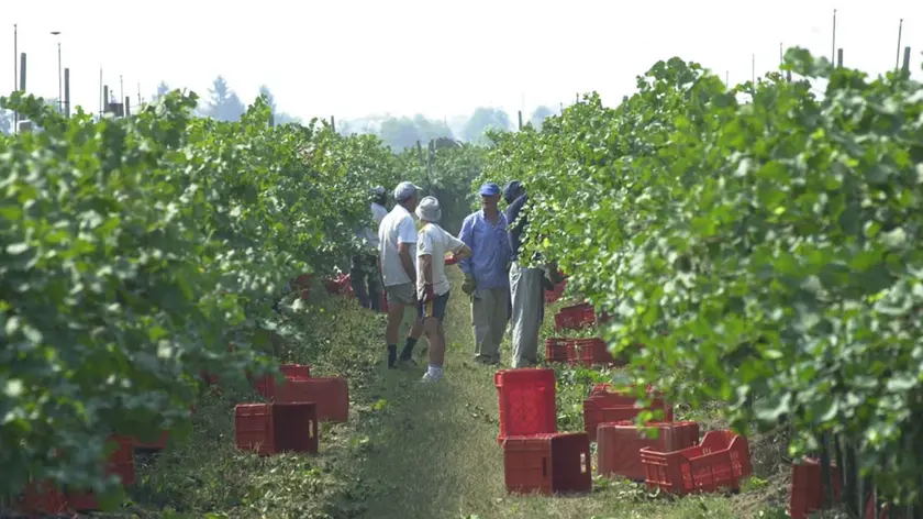 Lavoro in un campo agricolo
