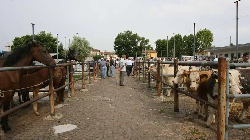 MALAGOLI MERCATO PIOVE MALAGOLI INTERVISTE E MERCATO PIOVE