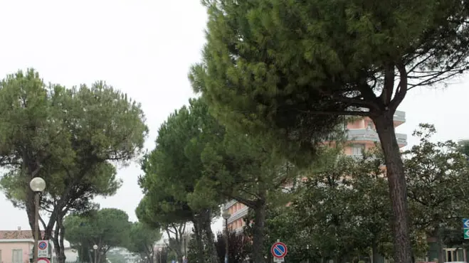 PERTILE.PROTESTA PER TAGLIO ALBERI ABANO