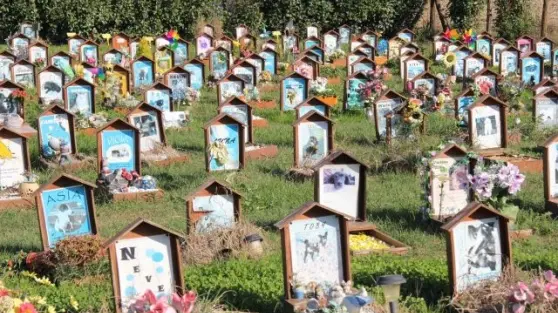 Un cimitero per cani