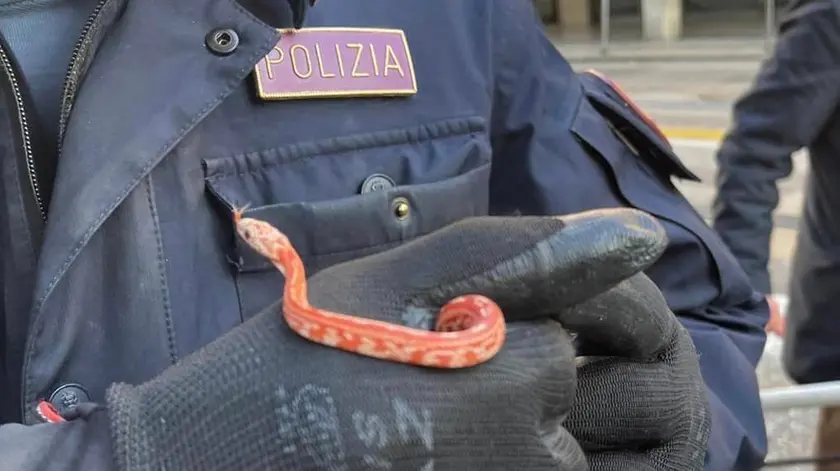 L'agente di polizia mostra il serpente del grano