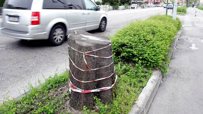 CHISANUOVA, ALBERI TAGLIATI AD ALTEZZA UOMO LUNGO LA PISTA CICLABILE