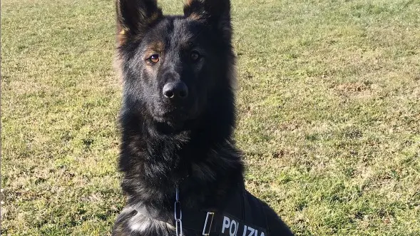 Aiko, il nuovo cane della questura di Padova