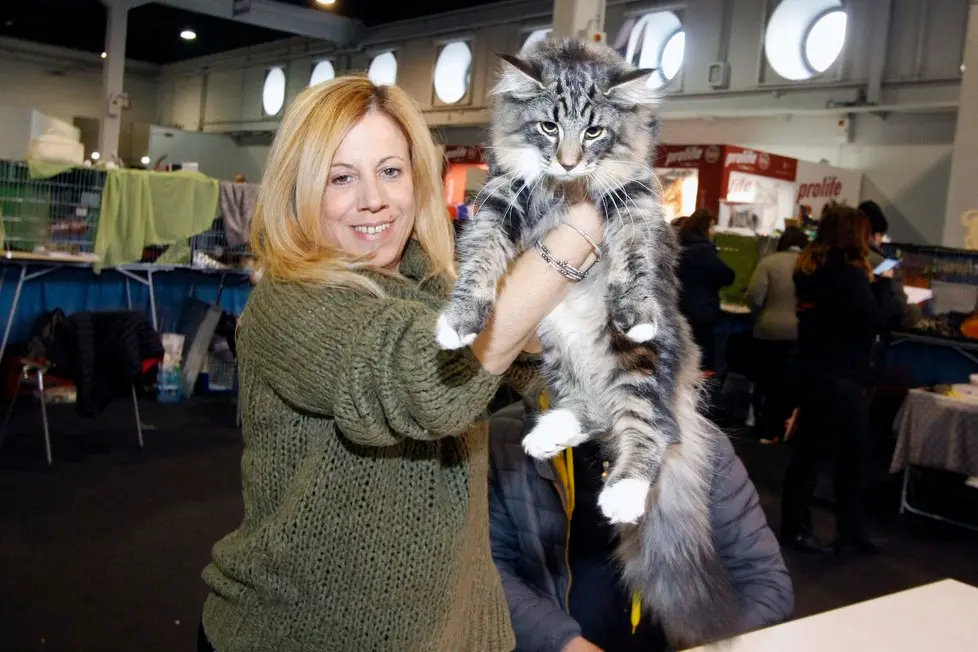 MARIAN - AGENZIA BIANCHI - PADOVA - FIERA DEI GATTI