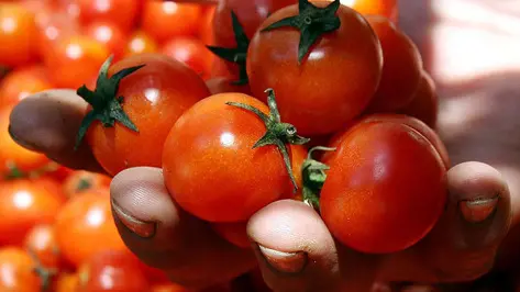 +++(EMBARGO ALLE 19 DI OGGI)+++ Pomodori racccolti nelle campagne campane in una foto d'archivio.ANSA / CIRO FUSCO