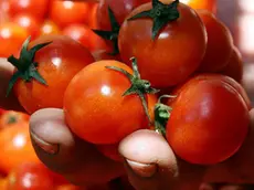 +++(EMBARGO ALLE 19 DI OGGI)+++ Pomodori racccolti nelle campagne campane in una foto d'archivio.ANSA / CIRO FUSCO