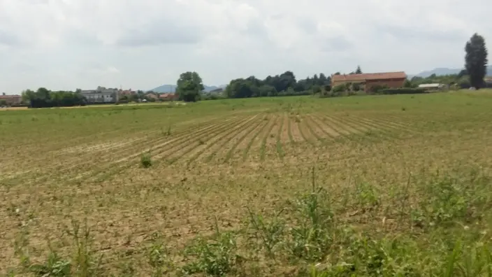 Il campo di soia in via Vegri dove è stato avvistato il cinghiale