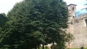 IL CEDRO SECOLARE. Il tronco del vecchio albero era marcio e rischiava di crollare mettendo a rischio i passanti