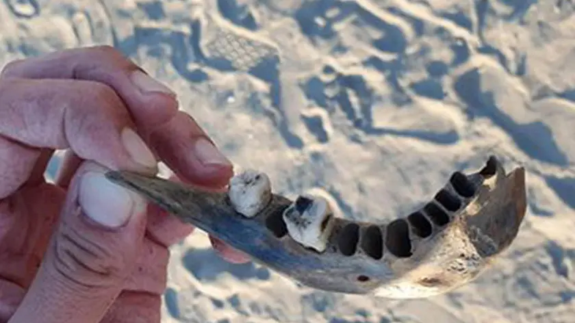 Osso trovato sulla spiaggia di Albarella che potrebbe appartenere al cadavere di Isabella Noventa, la segretaria di Albignasego della cui scomparsa sono sospettati i fratelli Freddy e Debora Sorgato e la ex tabaccaia Manuela Cacco, 28 agosto 2019. Noventa scomparve a 55 anni la notte tra il 15 ed il 16 gennaio 2016. Il 9 ottobre 2018 la Corte d'Assiste d'Appello ha confermato la condanna di primo grado per omicidio: 30 anni a Freddy e Debora Sorgato, 16 anni e 10 mesi a Manuela Cacco. Tutti e tre sono in carcere. ANSA/TOMMASO MORETTO