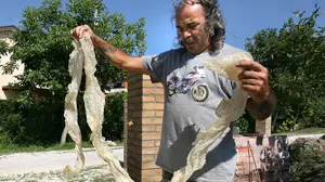 LA PELLE DEL PITONE L’erpetologo Mauro Ghidotti non ha dubbi